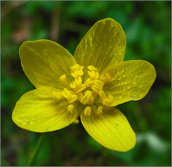 sm P17 Western Buttercup.jpg - Western Buttercup (Ranunculus occidentalis): The juice of these native flowers is poisonous.